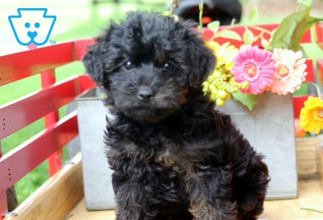 Jace Yorkiepoo image