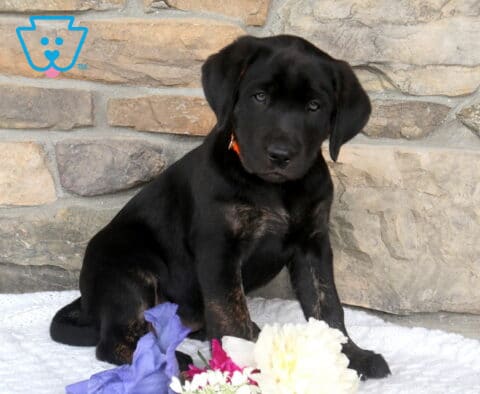 Jaci Black Lab