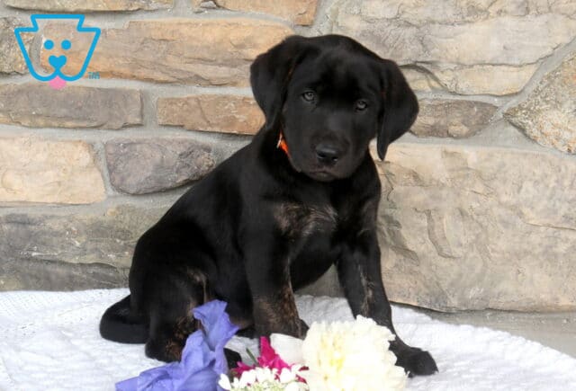 Jaci Black Lab image