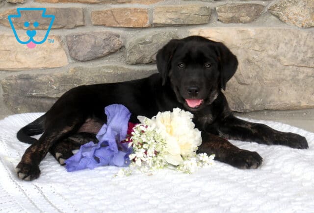 Jaci Black Lab2 image