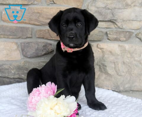 Jackie Black Lab