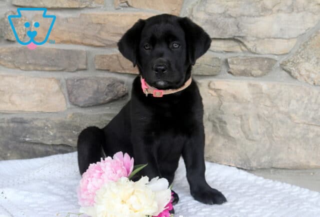 Jackie Black Lab image