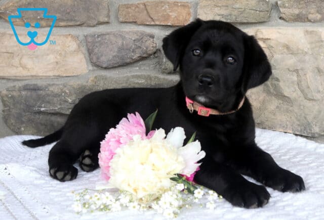 Jackie Black Lab2 image