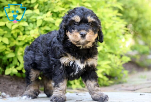 Jamie Mini Bernedoodle image