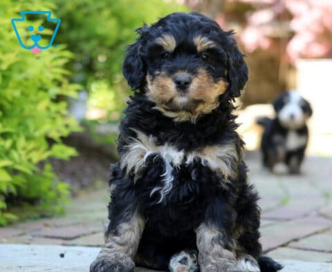 Jamie Mini Bernedoodle2