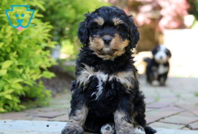 Jamie Mini Bernedoodle2 image