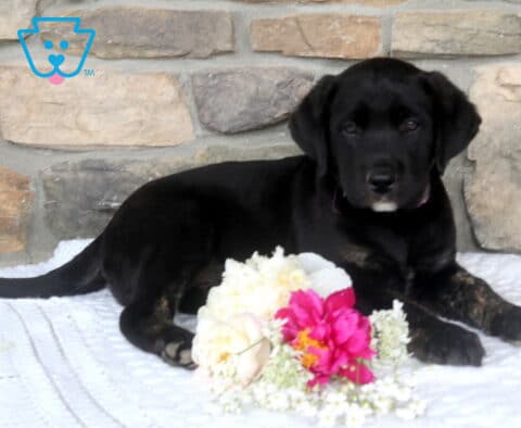 Janie Black Lab