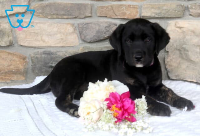 Janie Black Lab image
