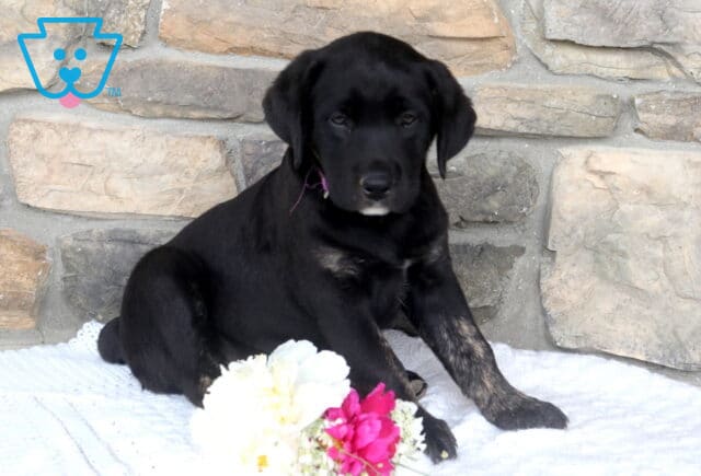 Janie Black Lab2 image