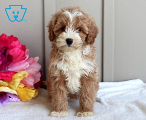 Jasmine Mini Goldendoodle