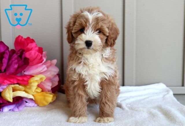 Jasmine Mini Goldendoodle image