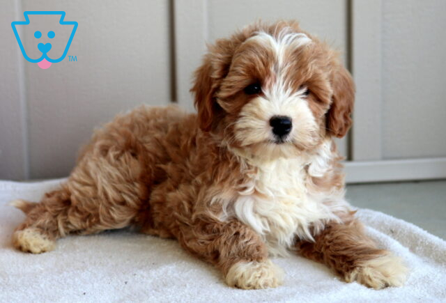 Jasmine Mini Goldendoodle2 image