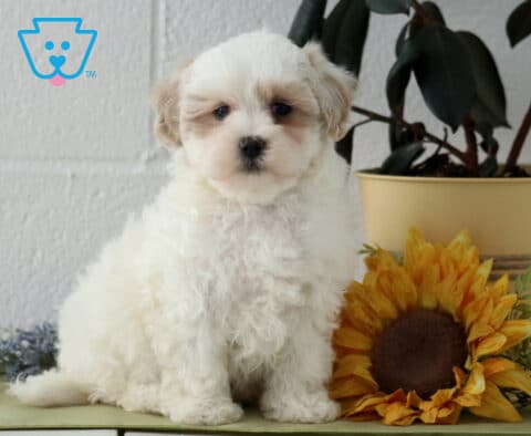 Jasper Maltipoo