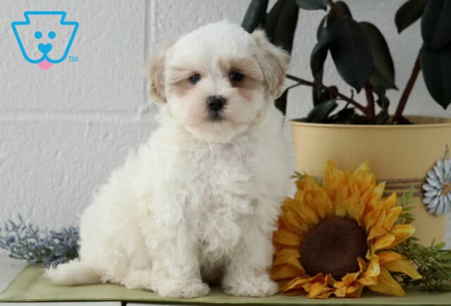 Jasper Maltipoo image