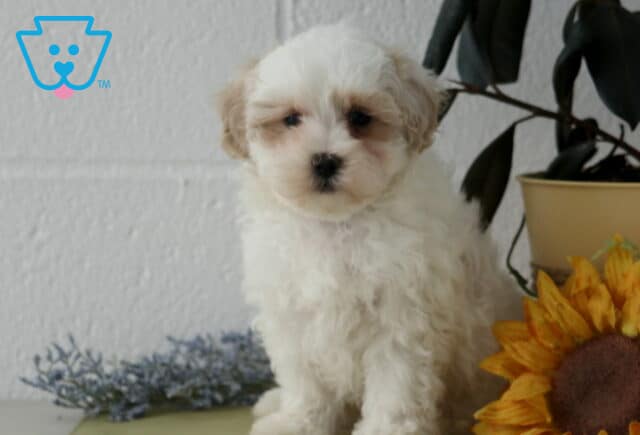 Jasper Maltipoo2 image