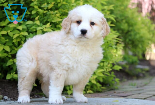 Jasper Mini Bernedoodle image