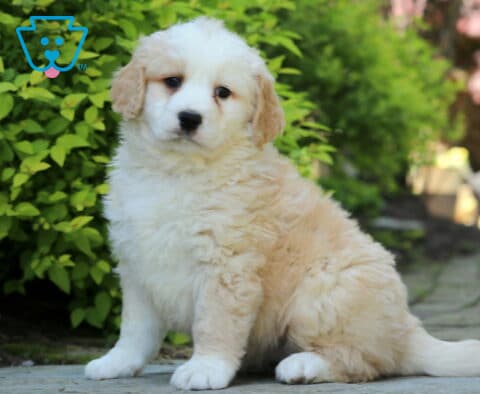 Jasper Mini Bernedoodle2