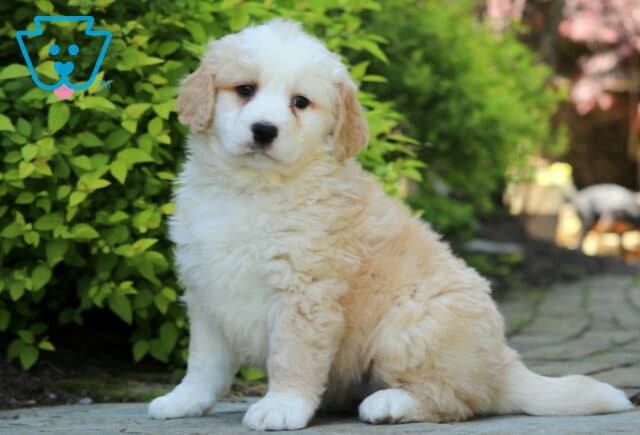Jasper Mini Bernedoodle2 image