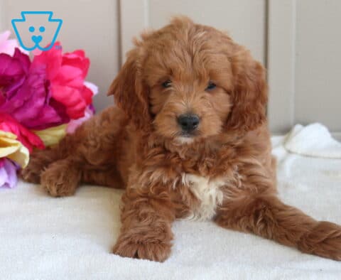 Jasper Mini Goldendoodle