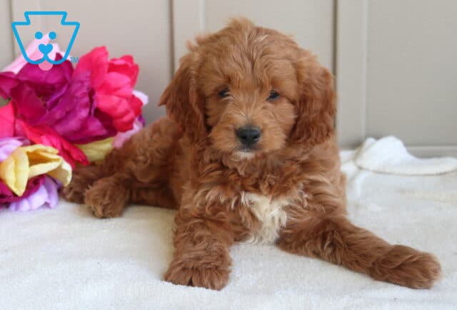Charming red Mini Goldendoodle puppy relaxing on a soft white blanket beside bright floral accents, showcasing a fluffy wavy coat, white chest marking, and a calm, lovable expression. image