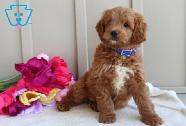 Handsome red Mini Goldendoodle puppy with a fluffy wavy coat and blue collar sitting proudly on a white blanket beside colorful flowers, displaying a bright expression and adorable teddy bear features. image