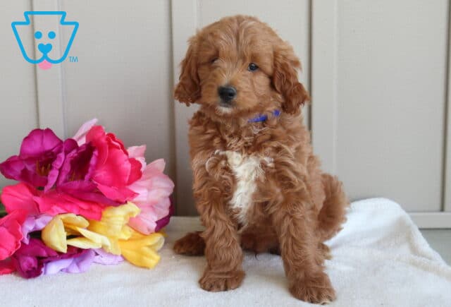 Cute red Mini Goldendoodle puppy with a soft curly coat and purple collar sitting on a white blanket beside bright pink and yellow flowers, featuring a fluffy white chest and an attentive expression. image