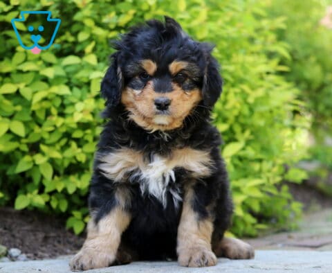 Jax Mini Bernedoodle