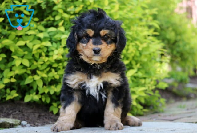 Jax Mini Bernedoodle image