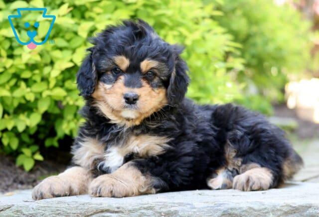 Jax Mini Bernedoodle2 image