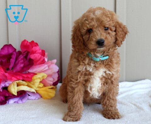 Jax Mini Goldendoodle