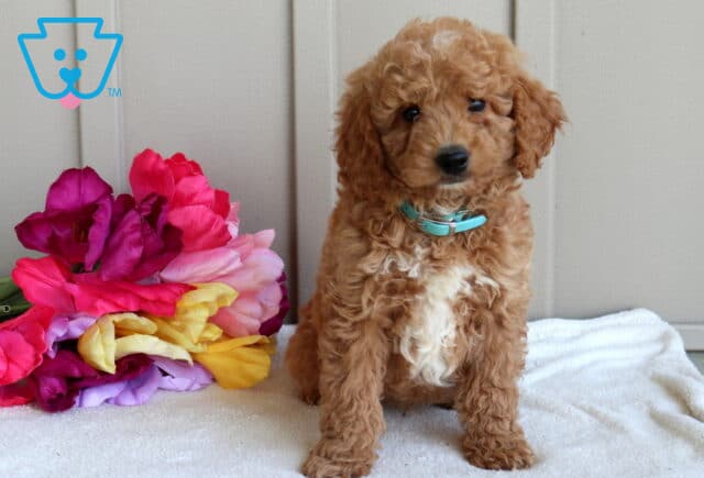 Jax Mini Goldendoodle image