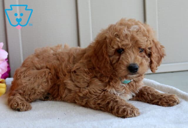 Jax Mini Goldendoodle2 image