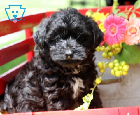 Jax Yorkiepoo