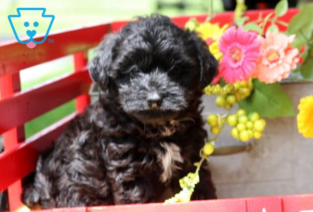 Jax Yorkiepoo image