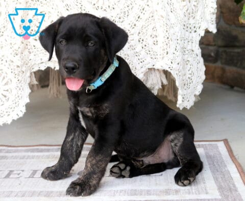 Jaxson Black Lab