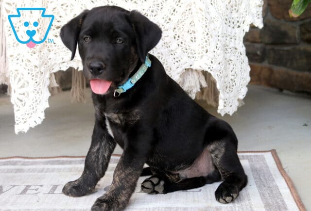 Jaxson Black Lab image