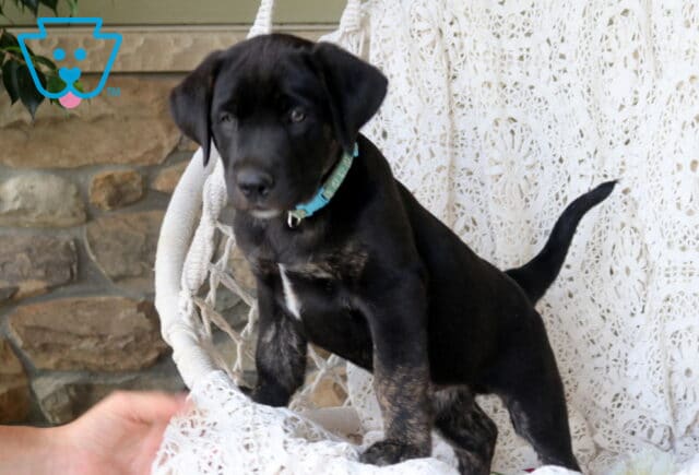 Jaxson Black Lab2 image