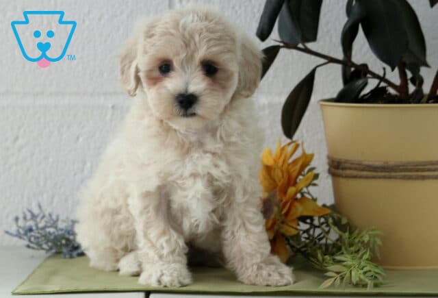Jayla Maltipoo image
