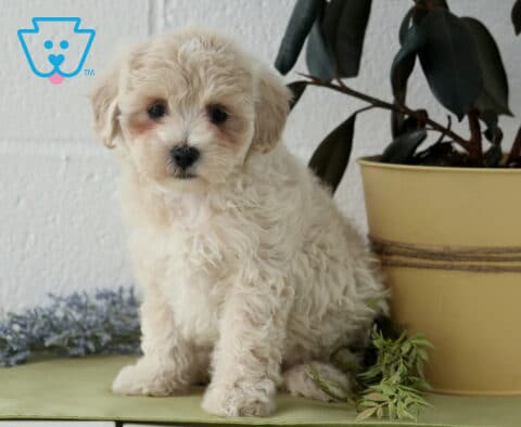 Jayla Maltipoo2