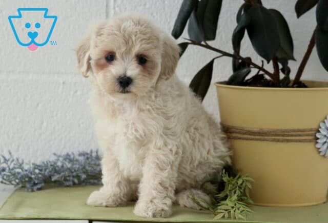 Jayla Maltipoo2 image