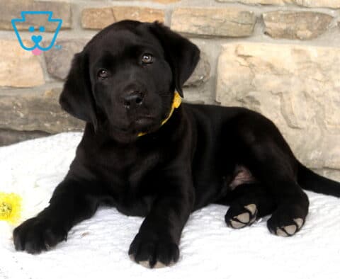 Black Labrador Retriever puppy relaxing on a soft white blanket with a shiny coat, floppy ears, and a curious expression in front of a stone wall backdrop