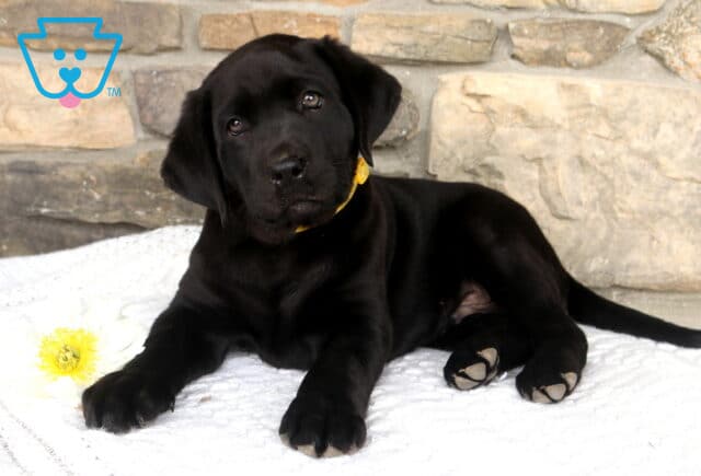 Jazber Black Lab image