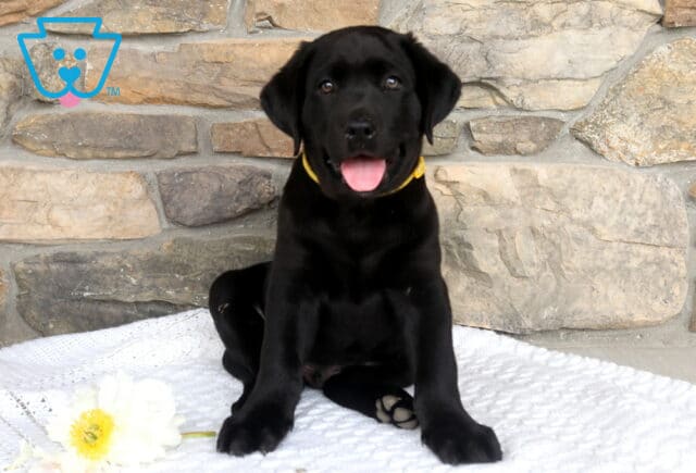 Jazber Black Lab2 image