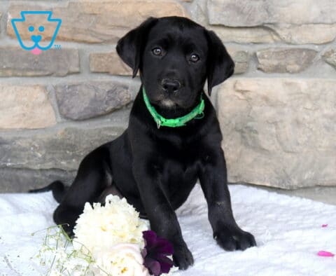 Jazmine Black Lab