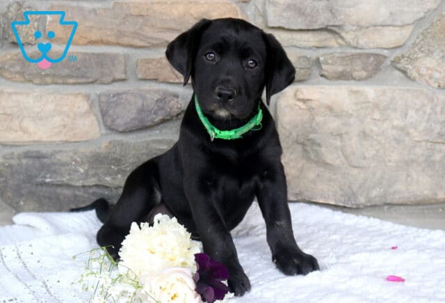 Jazmine Black Lab image
