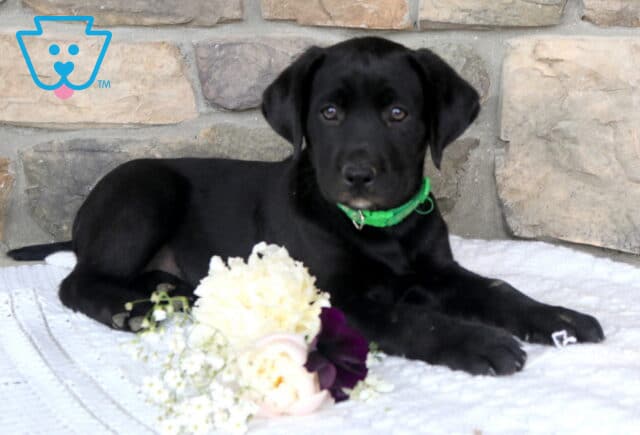 Jazmine Black Lab2 image