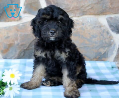 Jerry Cavapoo
