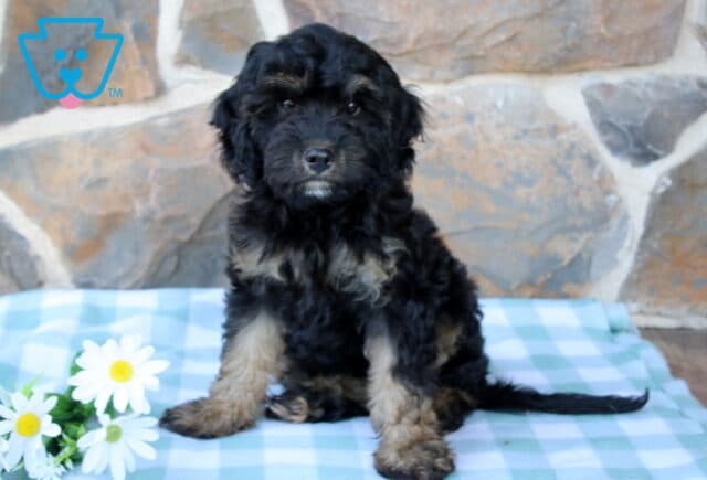 Jerry Cavapoo image