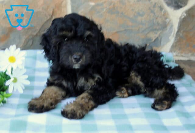 Jerry Cavapoo2 image