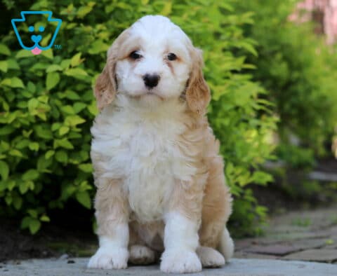 Jessa Mini Bernedoodle